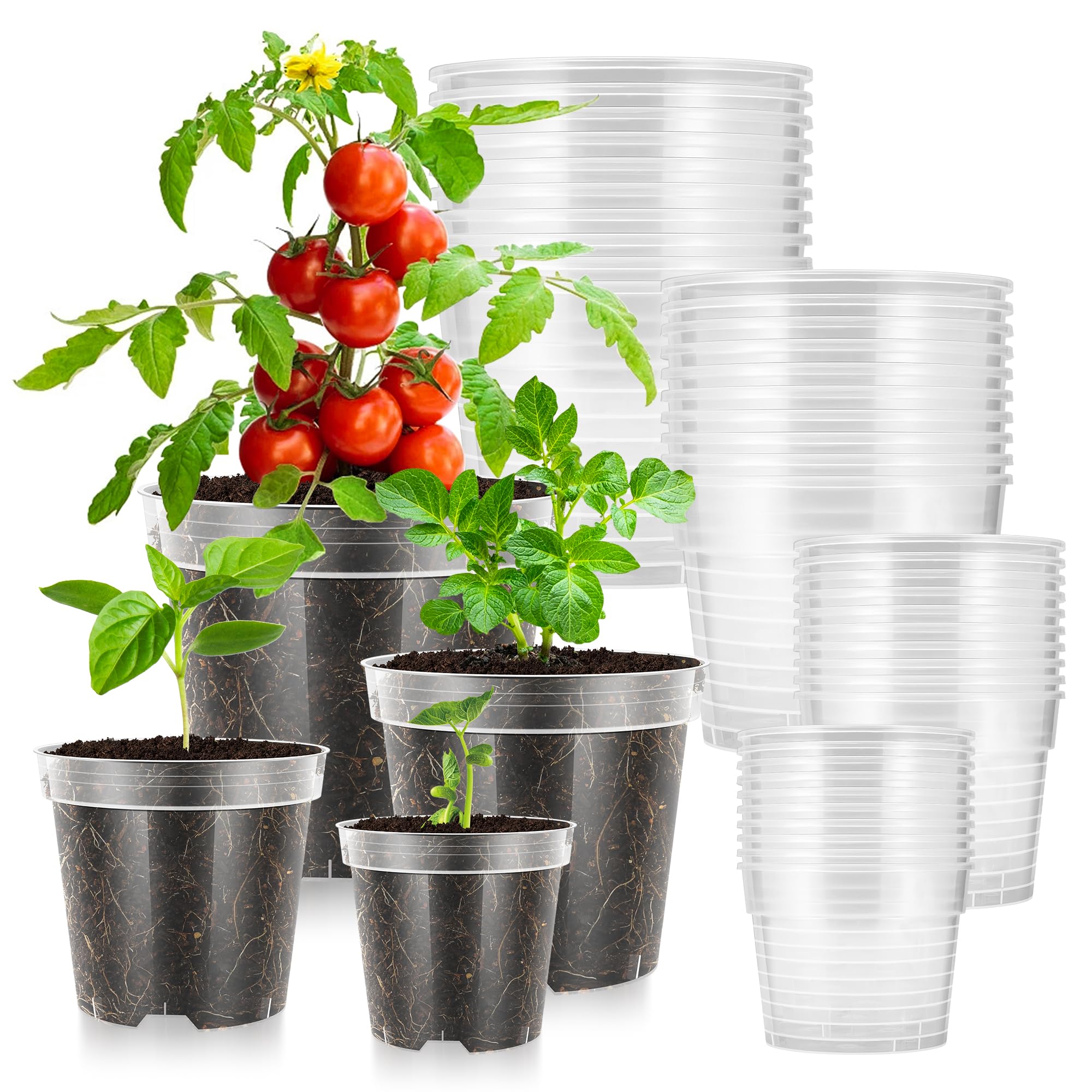 VIVOSUN 40-pack clear nursery pots with drainage holes for seedlings.