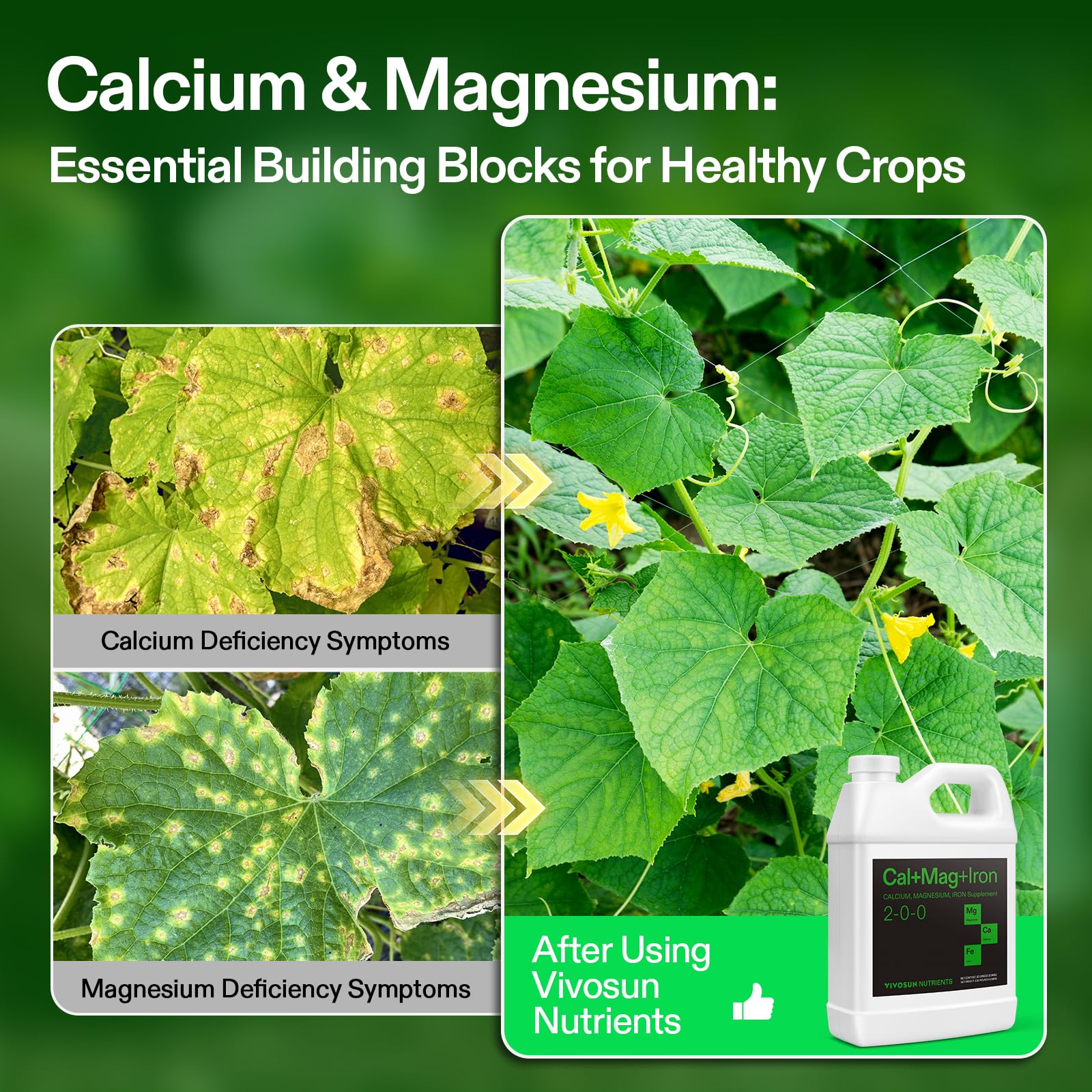 VIVOSUN Cal+Mag+Iron on healthy leaves suggests even nutrient distribution.