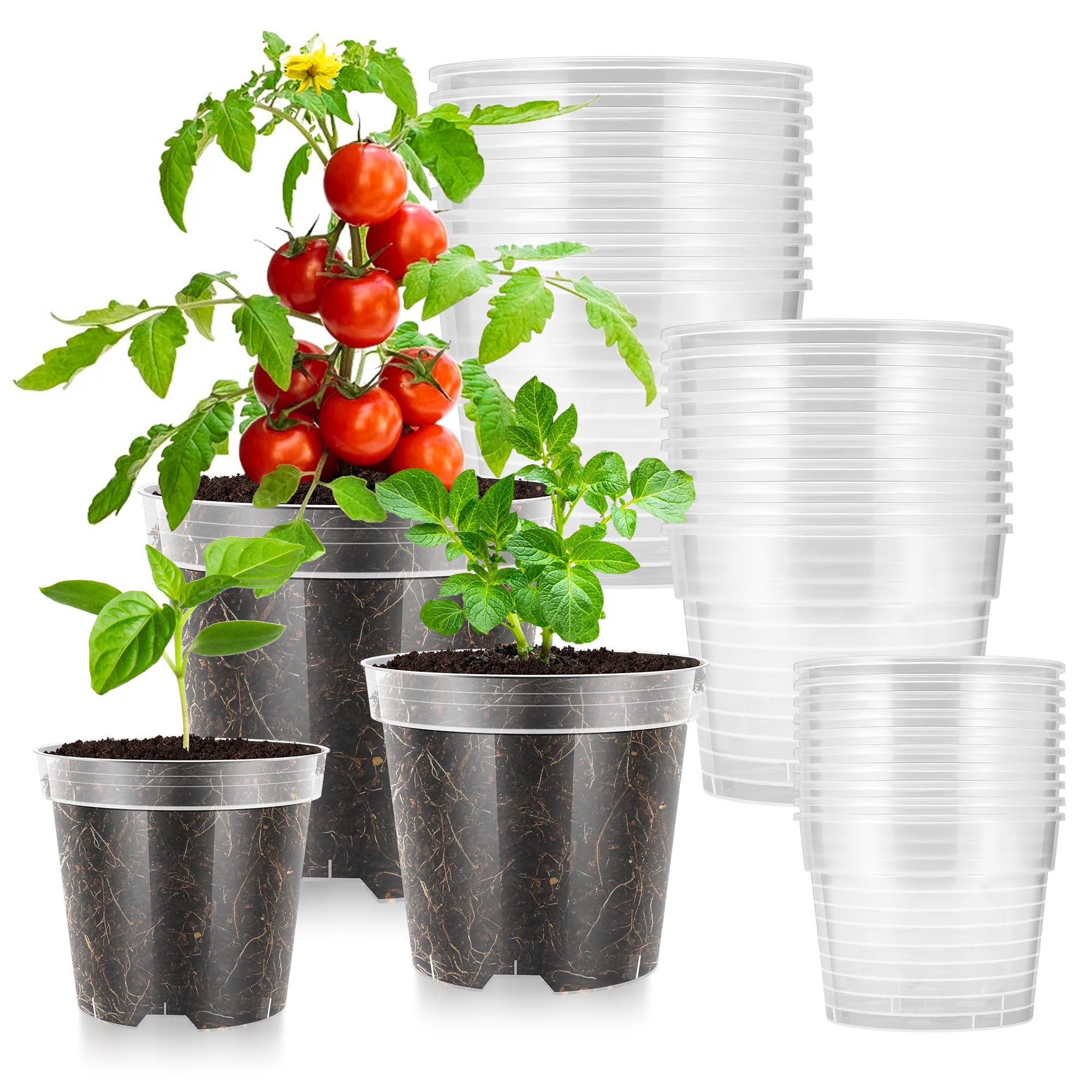 VIVOSUN clear nursery pots reveal root growth for easy transplant planning.