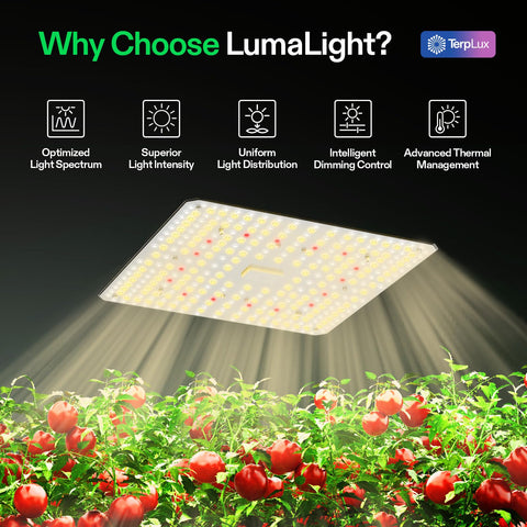 VIVOSUN LumaLight full-spectrum LED supports seedlings to bloom.