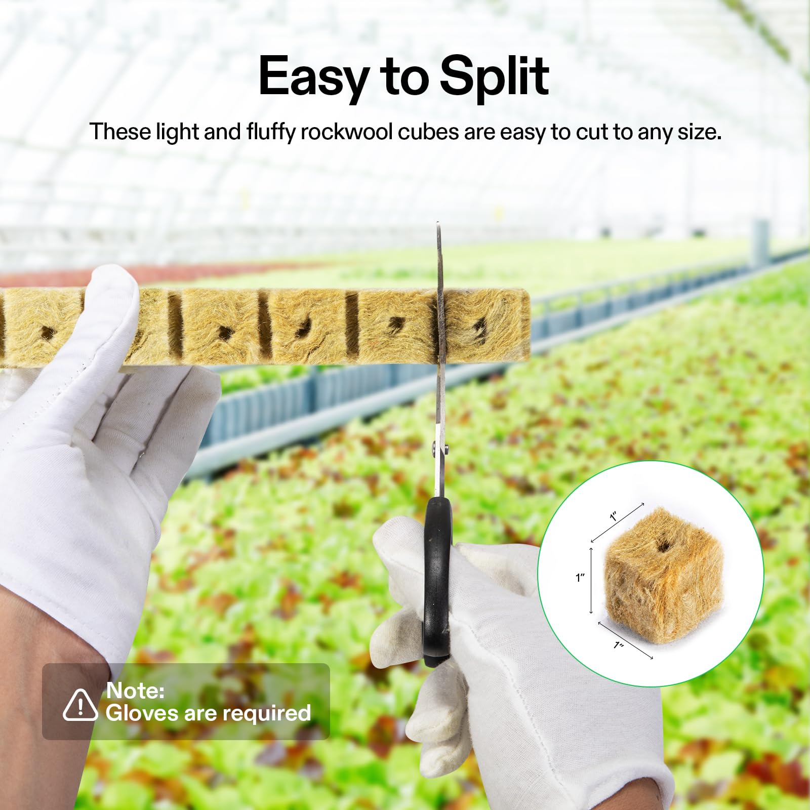 VIVOSUN rockwool cubes demonstrate visible root development during propagation.