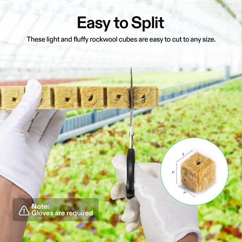 VIVOSUN rockwool cubes demonstrate visible root development during propagation.