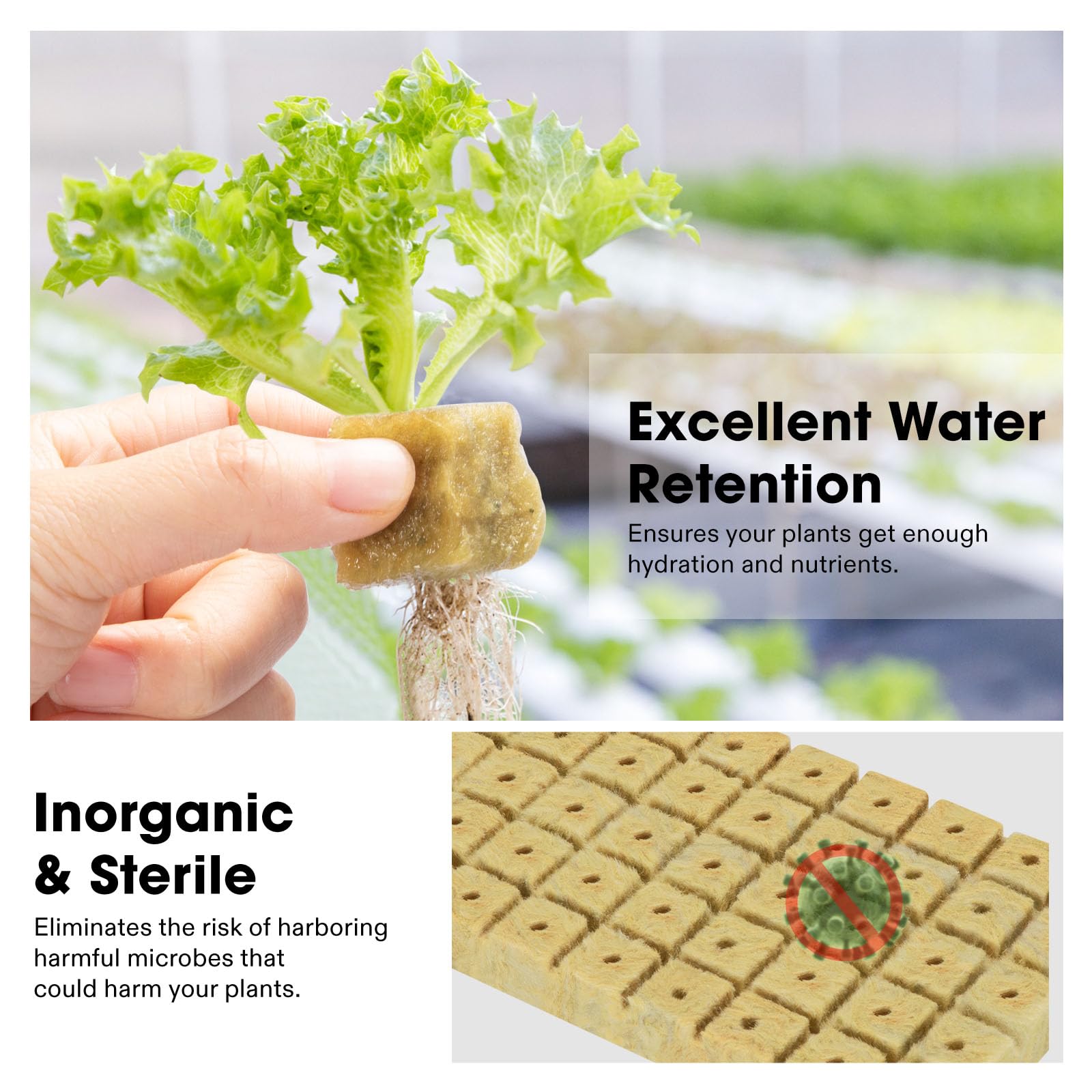 VIVOSUN Rockwool plugs in use during cloning with easy transfer.