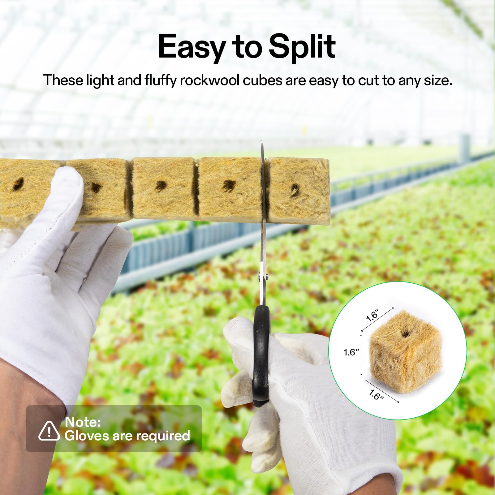 VIVOSUN rockwool cube with roots emerging during early growth