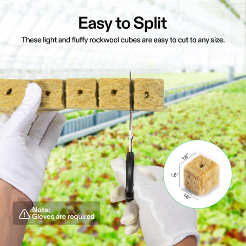 VIVOSUN rockwool cube with roots emerging during early growth