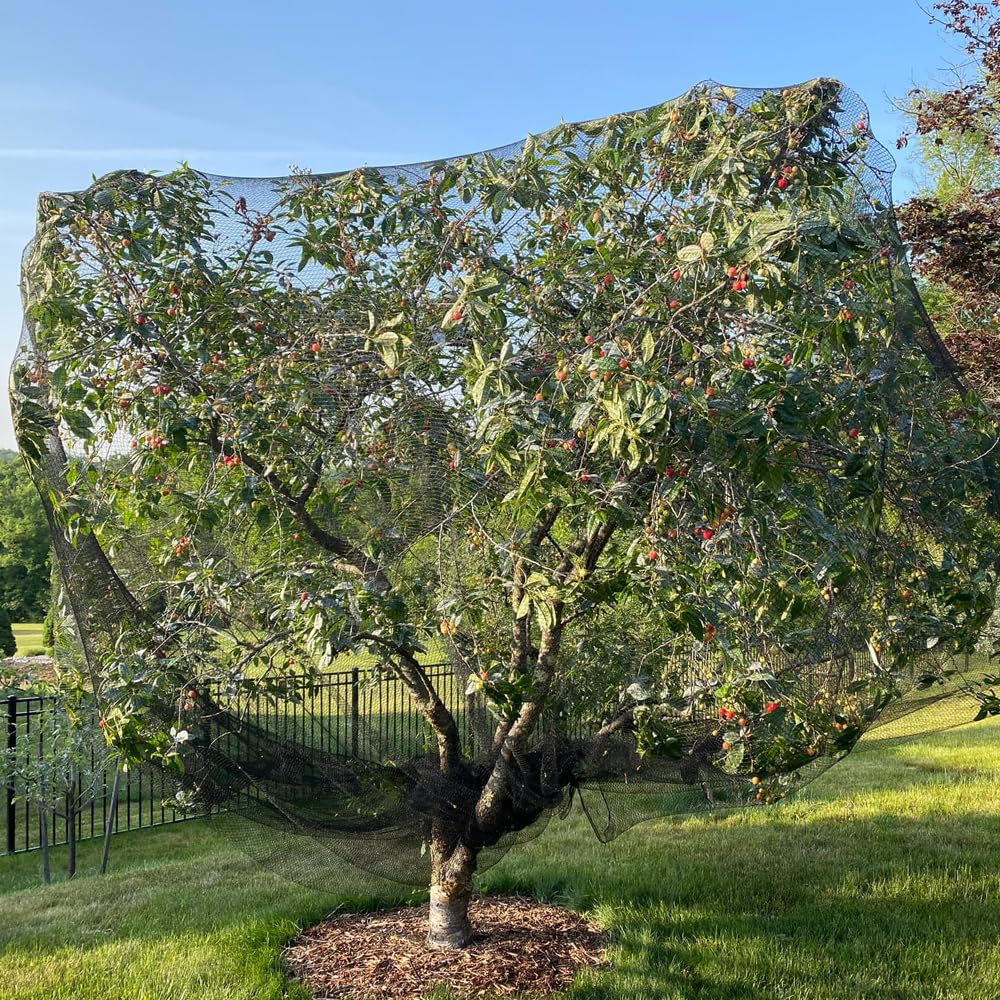 Vocray 1-inch mesh keeps birds and pests away from fruit trees.