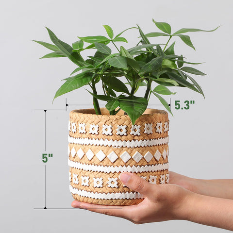 vomiceak plug and hole setup demonstrates moisture control during watering and transport.