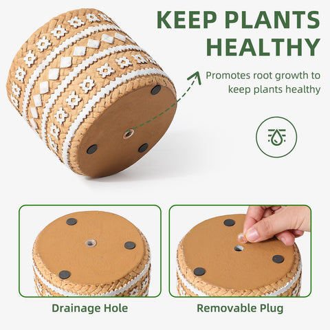 vomiceak gift-ready packaging image for an exquisite plant lover present.