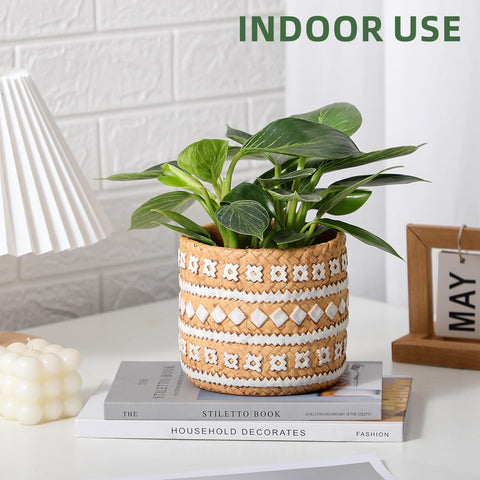 vomiceak succulent planting idea with this sturdy concrete planter.