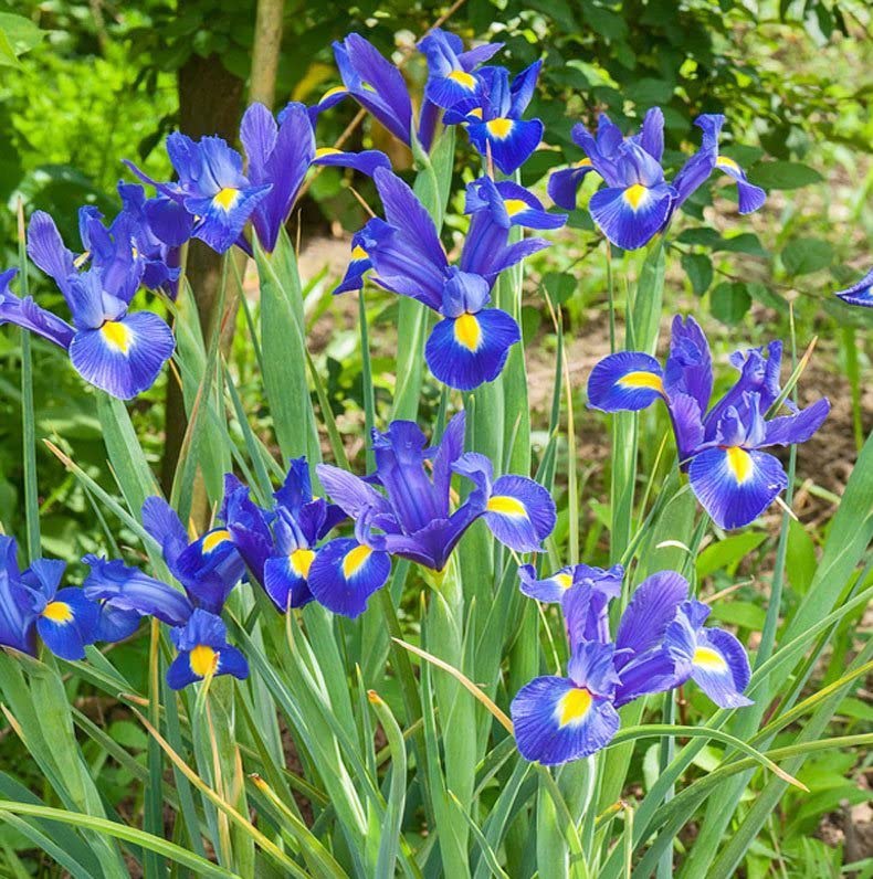 Votaniki Blue Magic Dutch Iris border planting ready for fall garden prep.