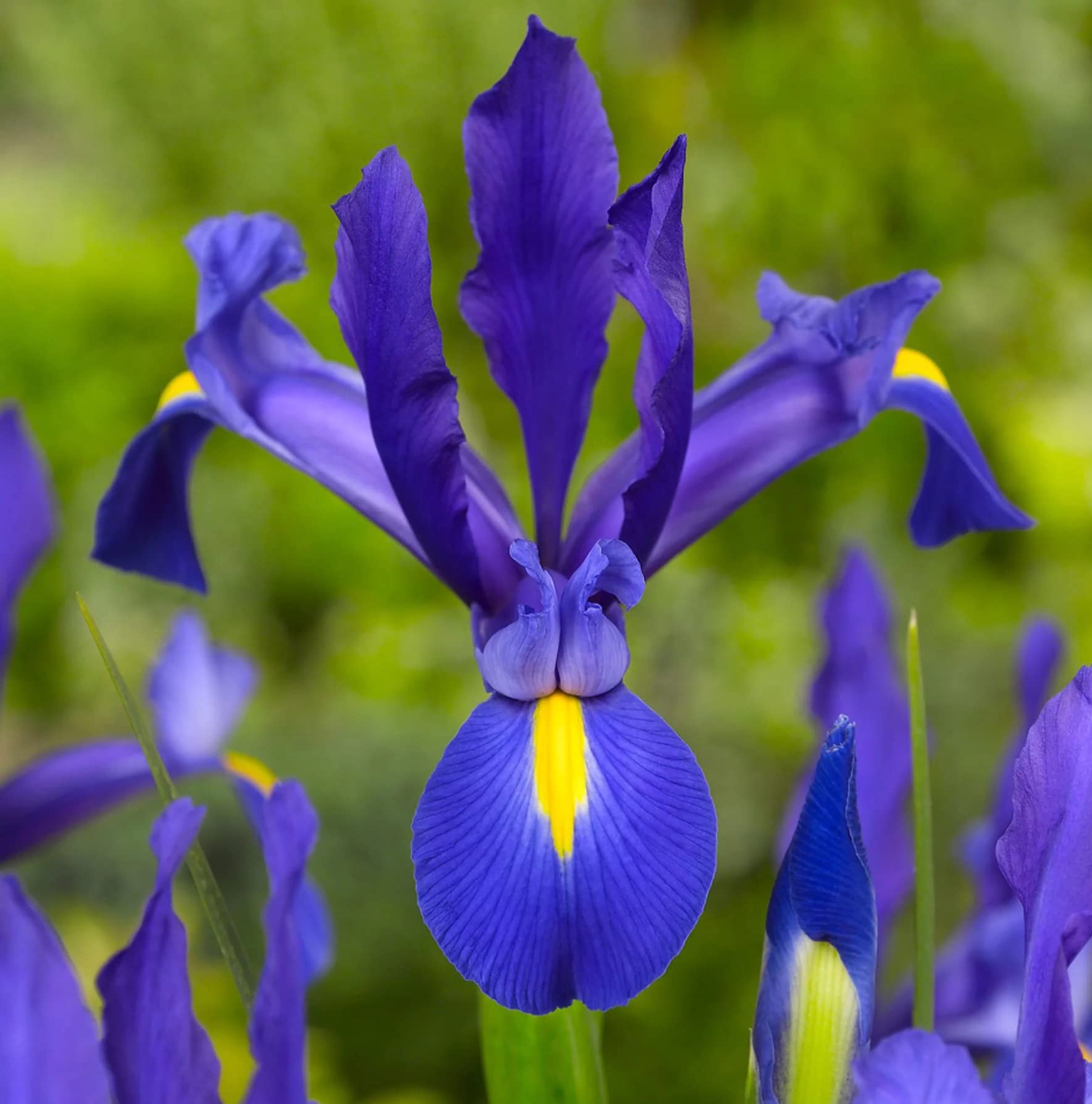 Votaniki Blue Magic iris bulbs close-up petals highlighting blue tones and fragrance.