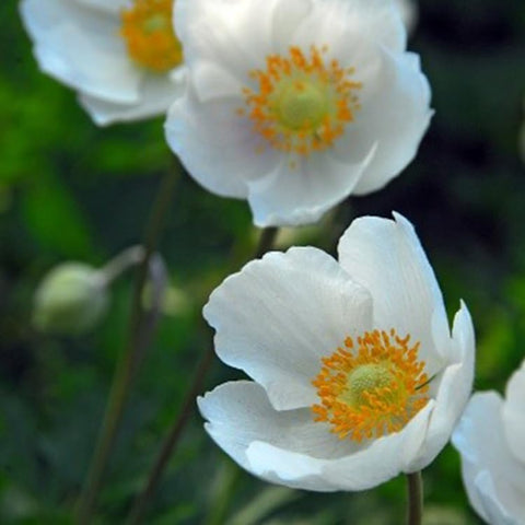 Votaniki The Bride anemone stem with buds in garden, great for borders and naturalized beds