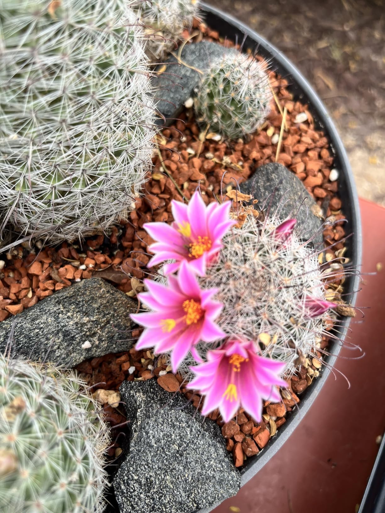 Voulosimi bonsai and succulent soil enhancer pictured for durable plant health.