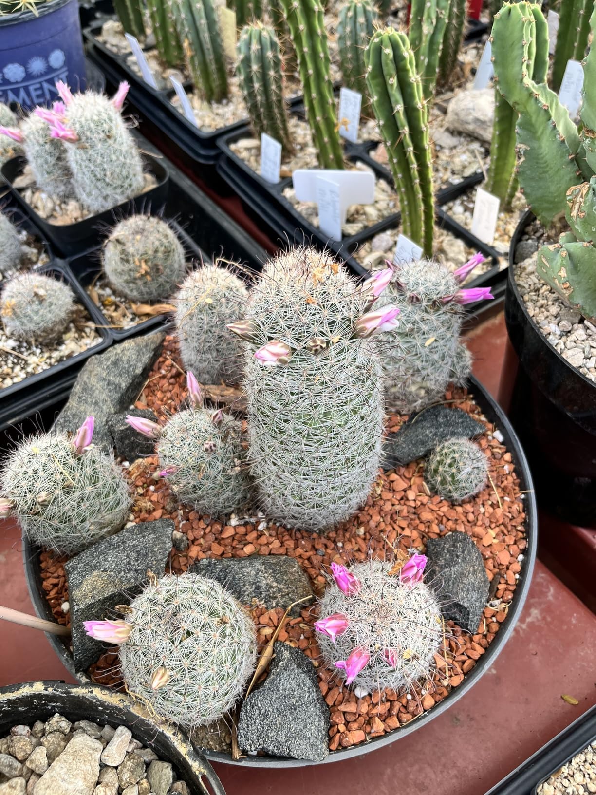 Voulosimi clay particles featured for home garden soil mixes.