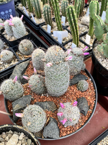 Voulosimi clay particles featured for home garden soil mixes.