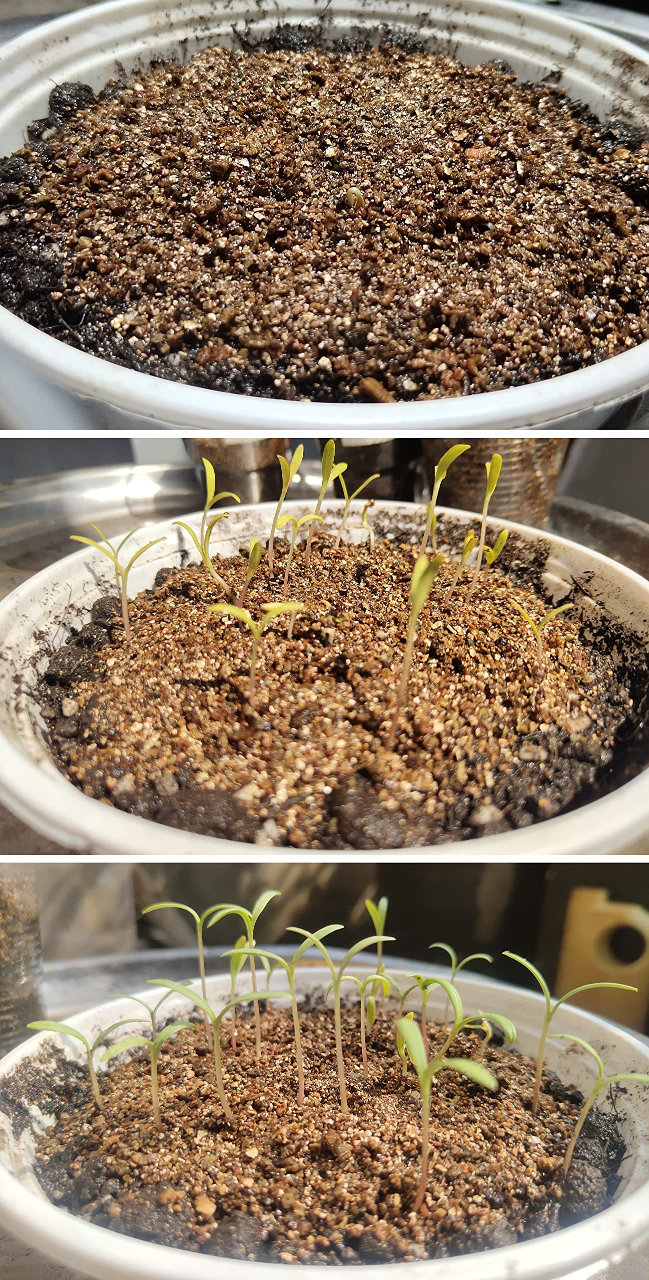 Voulosimi vermiculite supports root growth and stability in potted plants.
