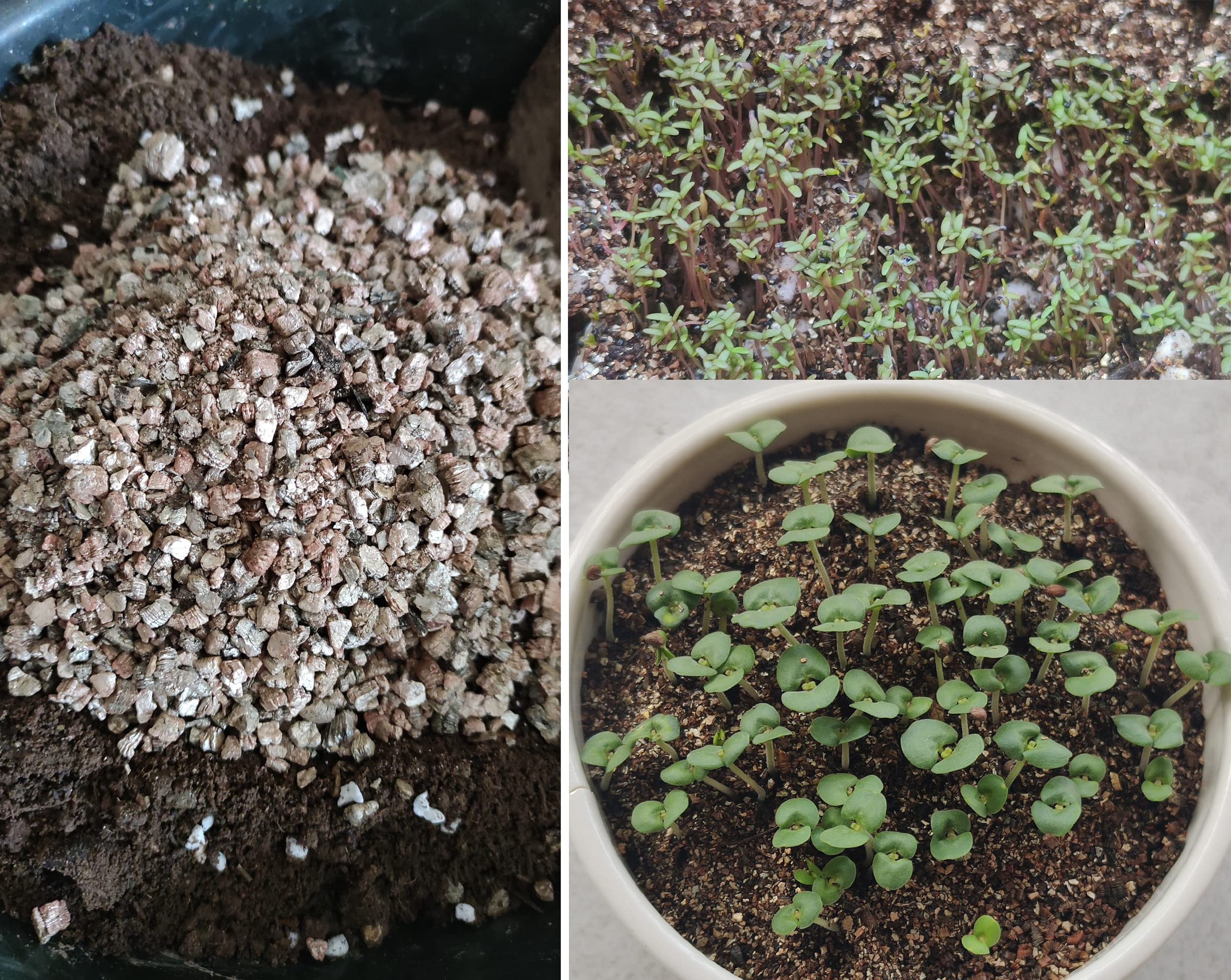 Voulosimi 30QT vermiculite creates an ideal growing environment for various plants.