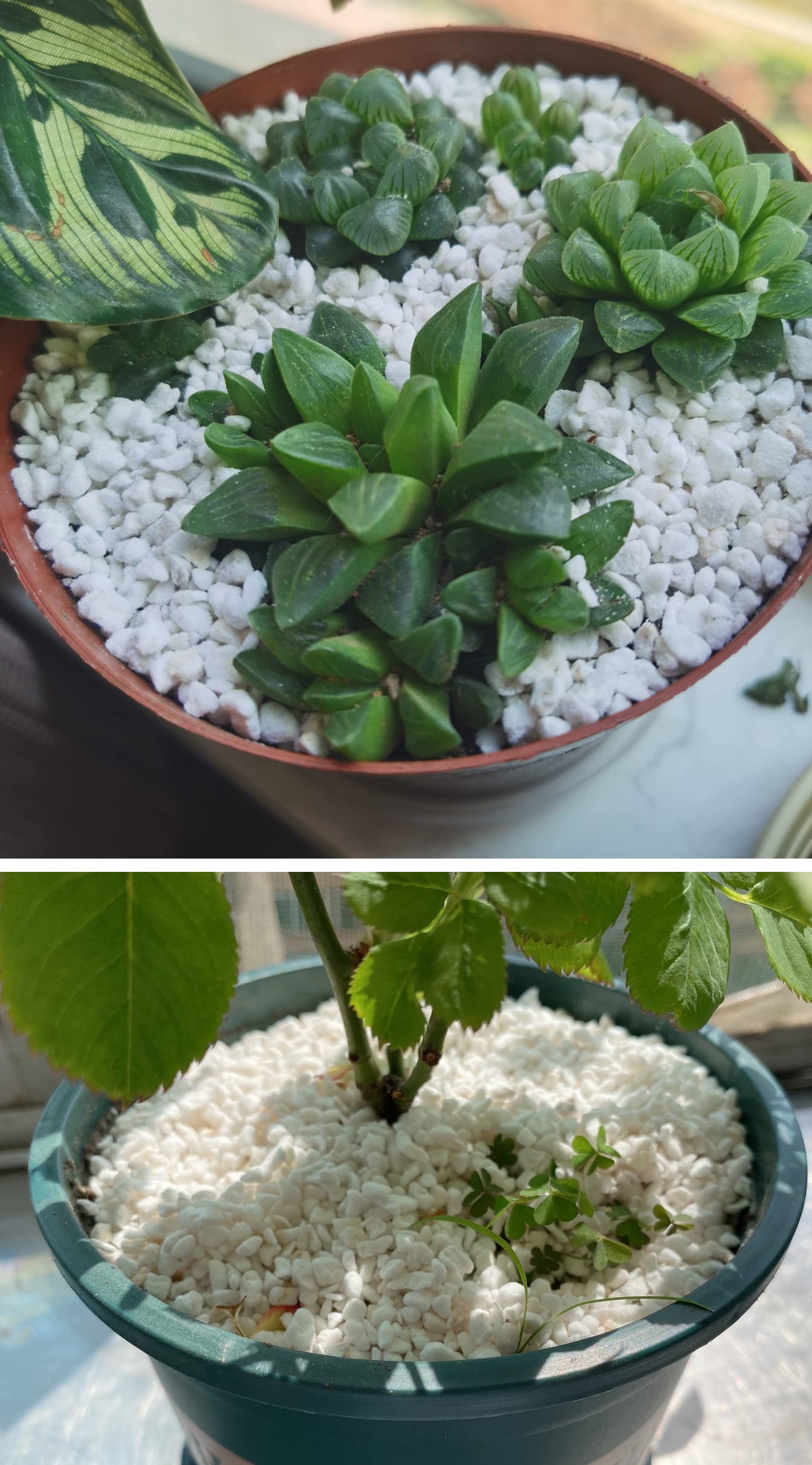 Voulosimi perlite used in raised beds demonstrates versatile soil improvement.