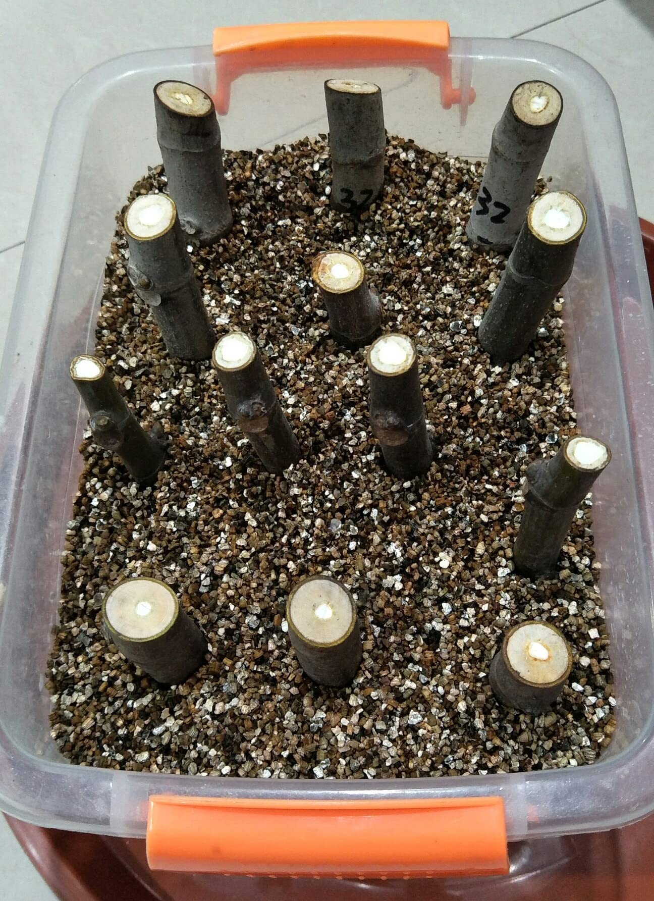 Voulosimi vermiculite supports indoor gardening versatility.