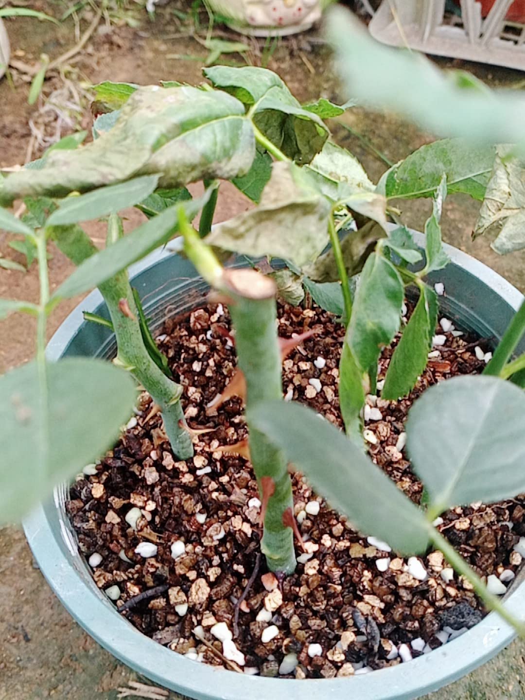 Voulosimi vermiculite adds soil porosity for looser, well-drained mixes.