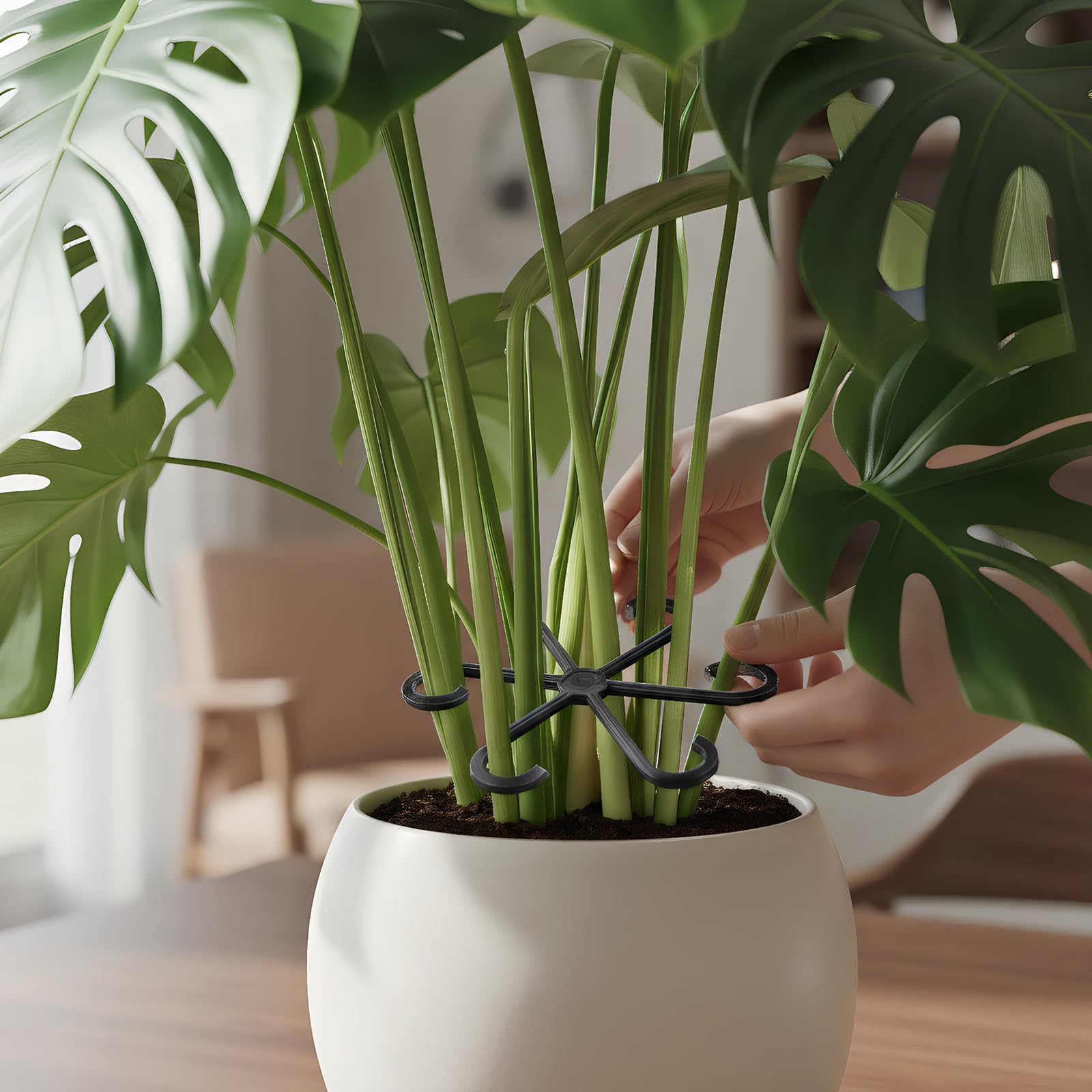 VPWHY clip-on stem supports in use keep Monstera upright and tidy.