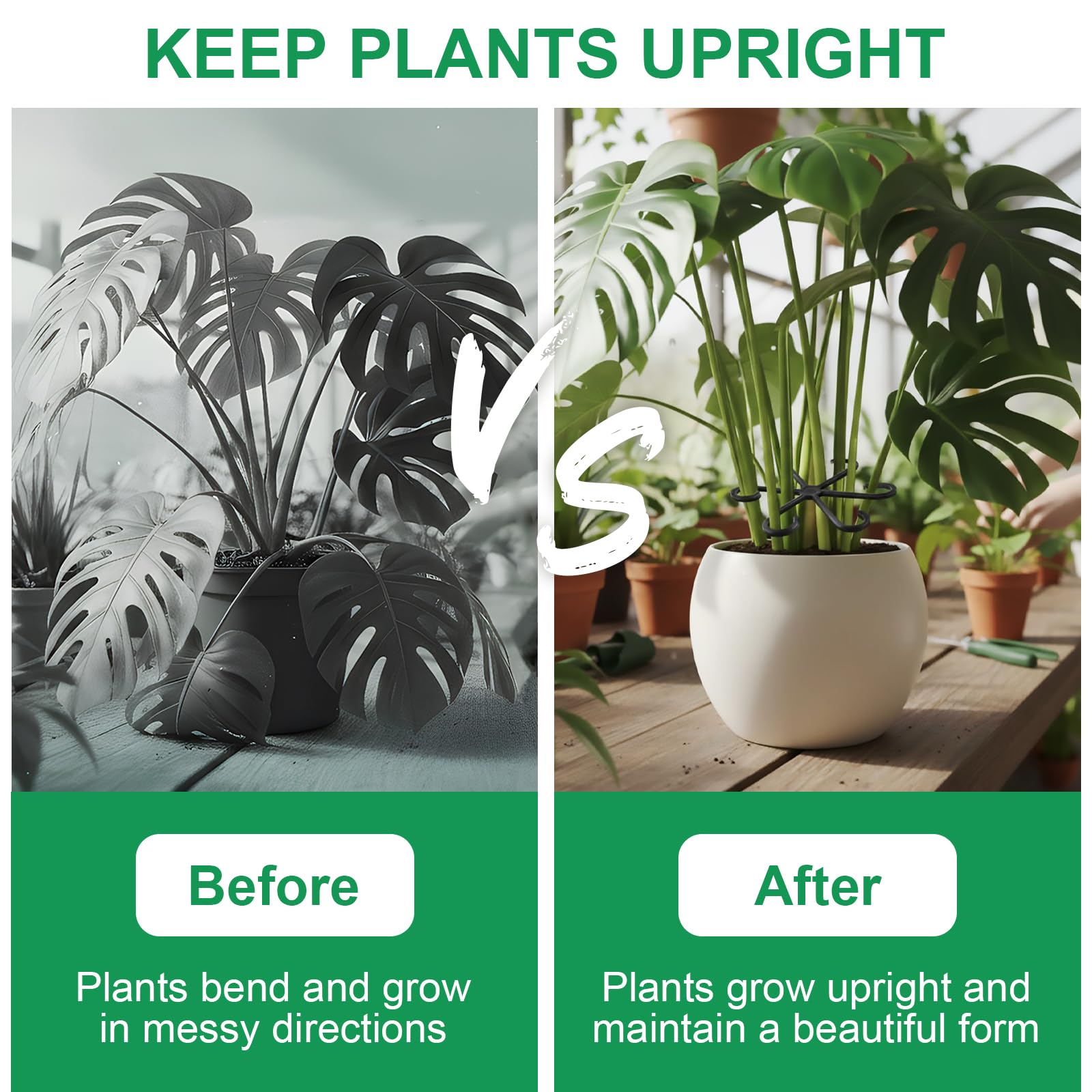 VPWHY Monstera stem support in use maintains tidy climbing vines.