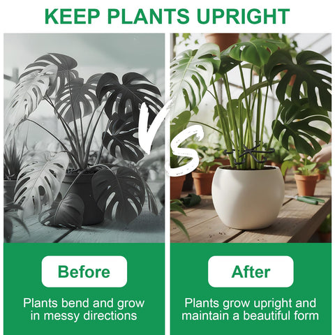 VPWHY Monstera stem support in use maintains tidy climbing vines.