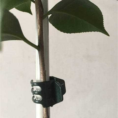 Vtete clips straighten stems without damage for steadier growth.