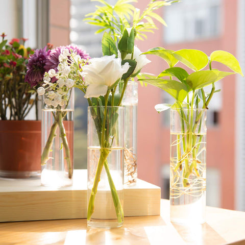 Vumdua transparent hydroponics display planter for a bright plant setup.