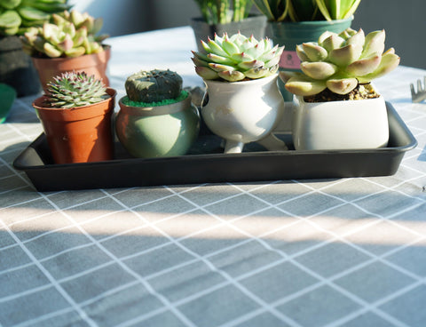 VUWEZ indoor outdoor tray matches brown planters and black pots.