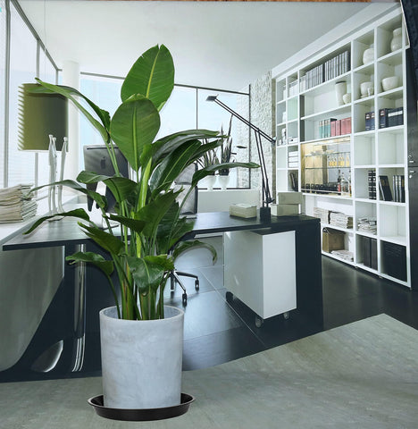 VUWEZ plant saucer 2.1-inch height keeps pots elevated for drainage