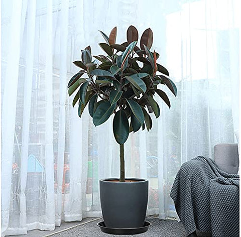 VUWEZ indoors-outdoors usage demonstrates versatile placement options
