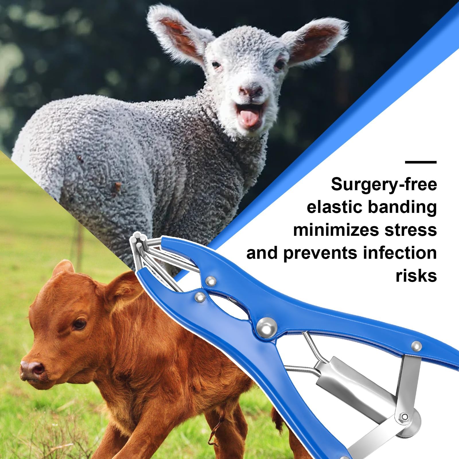 Wadoy Goat Banding Kit components arranged for efficient, safe procedures.