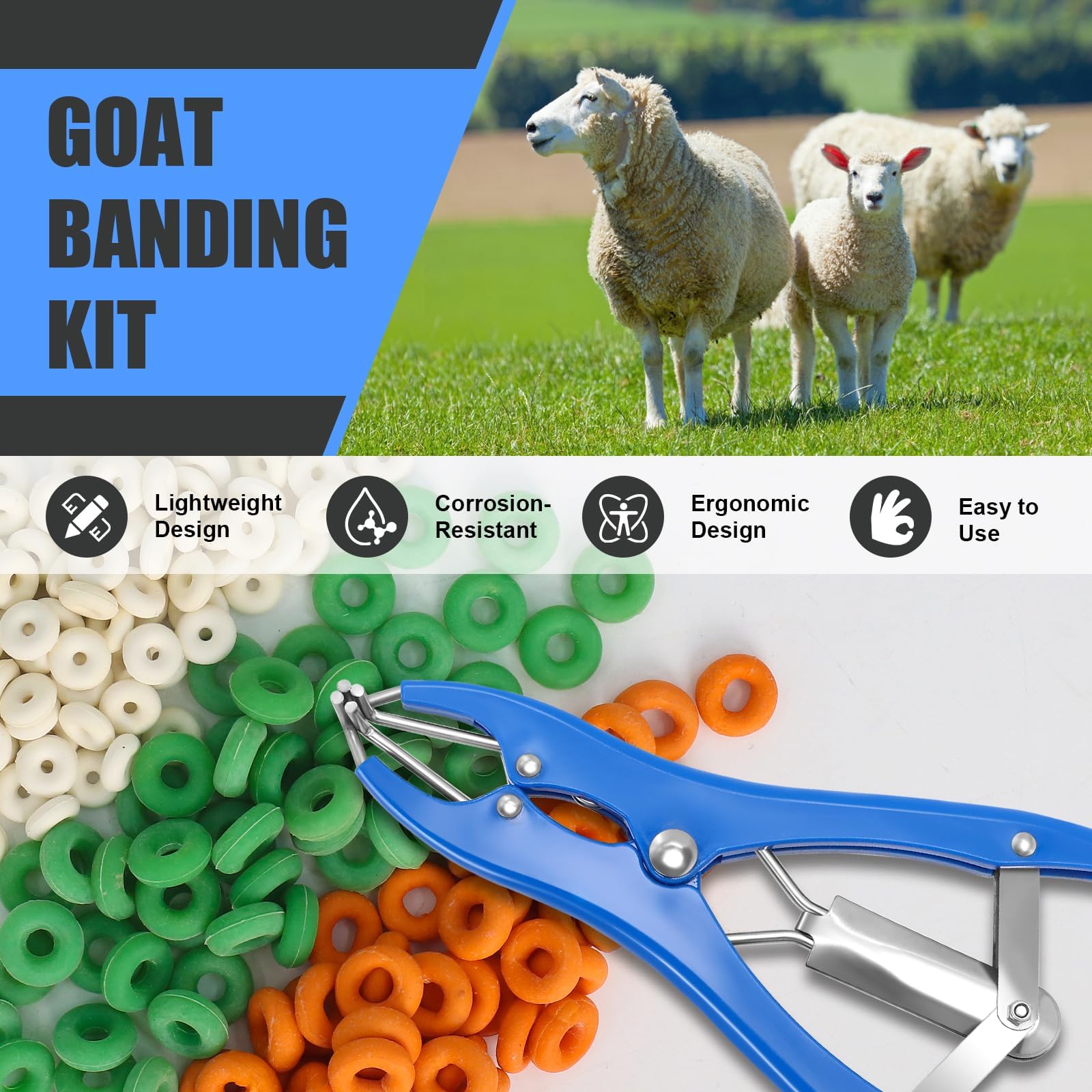 Wadoy Goat Banding Kit in-field use supports humane handling.