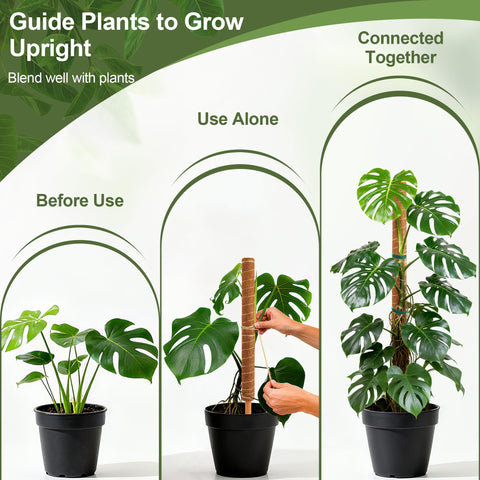 WAENLIR water-retaining cotton core keeps aerial roots hydrated.