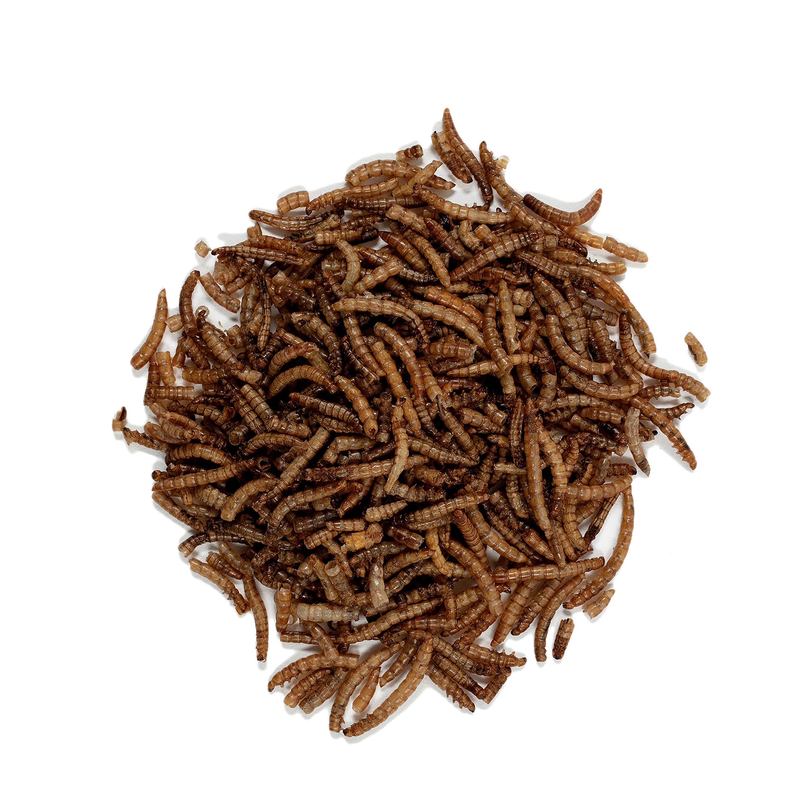 Wagner's mealworms near a hopper feeder attracting songbirds.