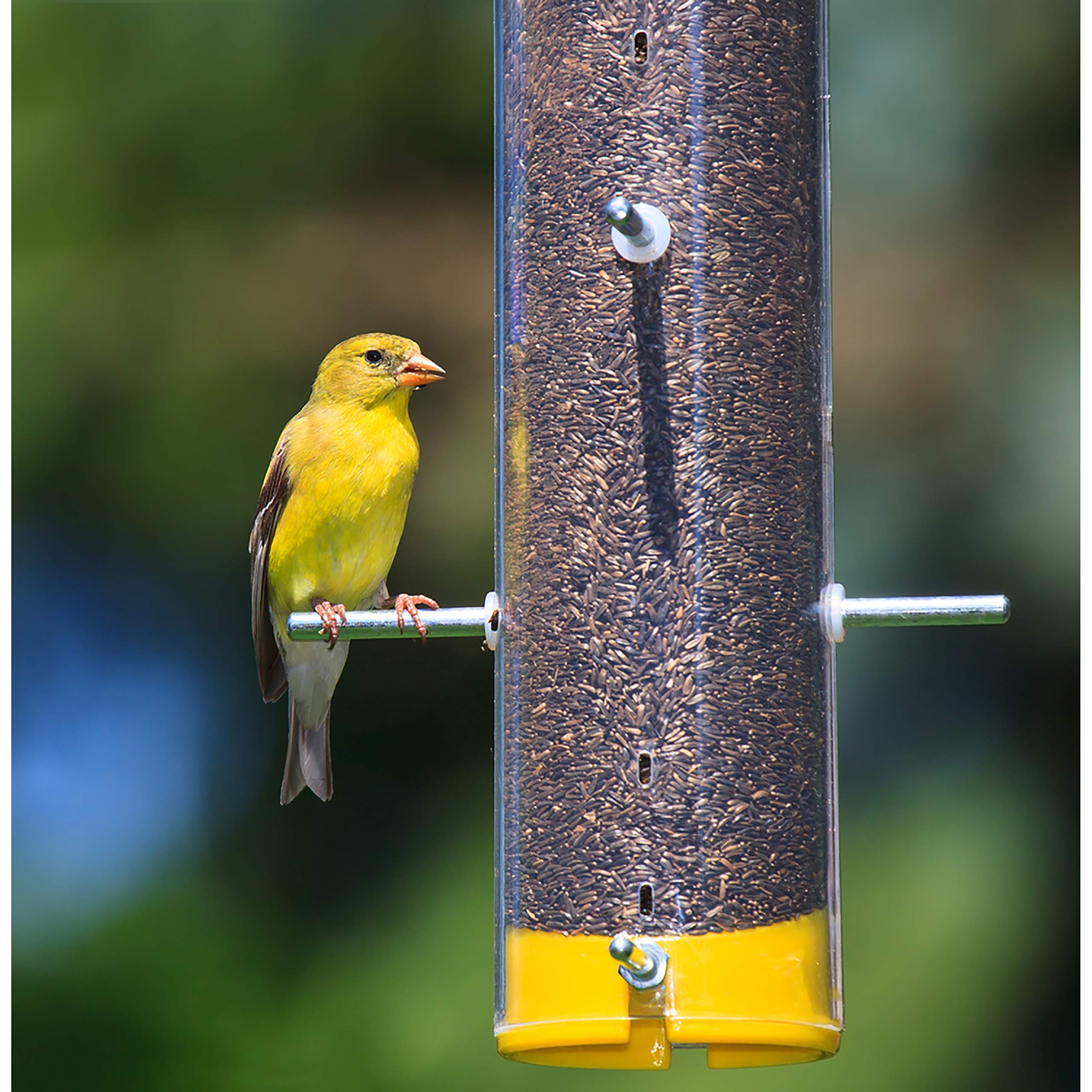 Wagner's Nyjer Seed provides clean, waste-free feeding with minimal seed hulls.
