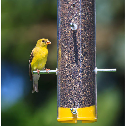 Wagner's Nyjer Seed provides clean, waste-free feeding with minimal seed hulls.