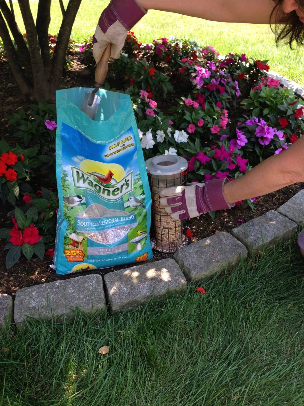 Wagner's Southern Regional Blend at feeder attracts diverse backyard songbirds.