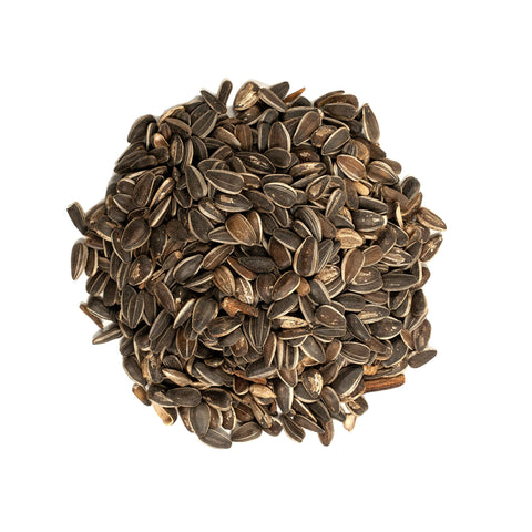 Wagner's striped sunflower seed on a feeder, attracting cardinals and other large songbirds.