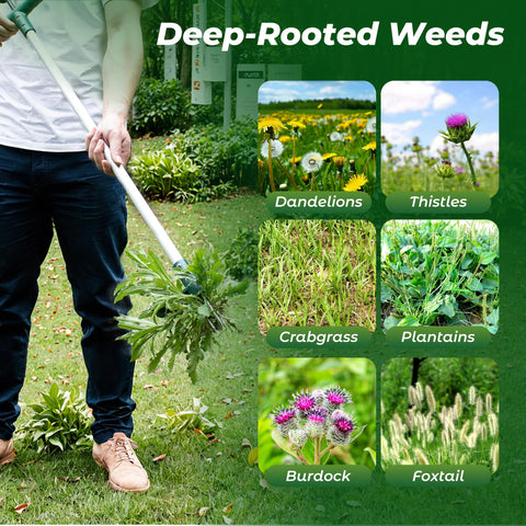 Walensee dandelion root pull demonstrates comprehensive weed extraction