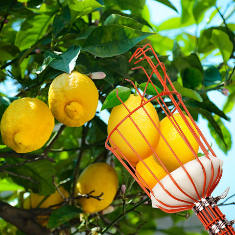Walensee detachable basket simplifies storage and cleaning.