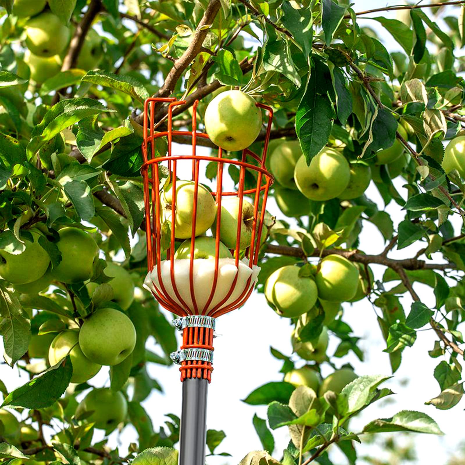 Walensee fruit picker for tree fruit catching and gentle harvests.