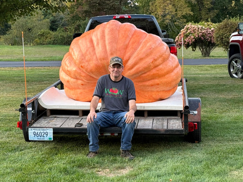 Wallace Organic Wonder Whoppers seedling growth shows rapid start to giant pumpkins.