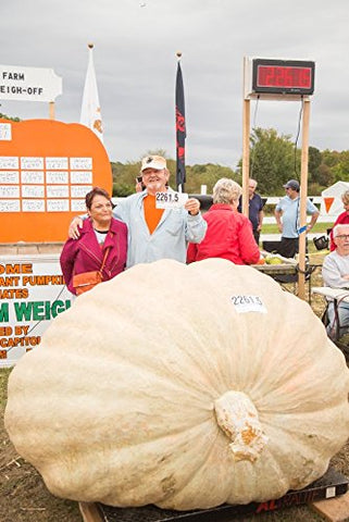 Wallace Organic Wonder Whoppers promise large pumpkins with strong growth.