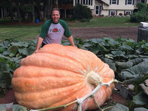 Wallace Organic Wonder Whoppers seeds packet 5: elite genetics for giant pumpkins.