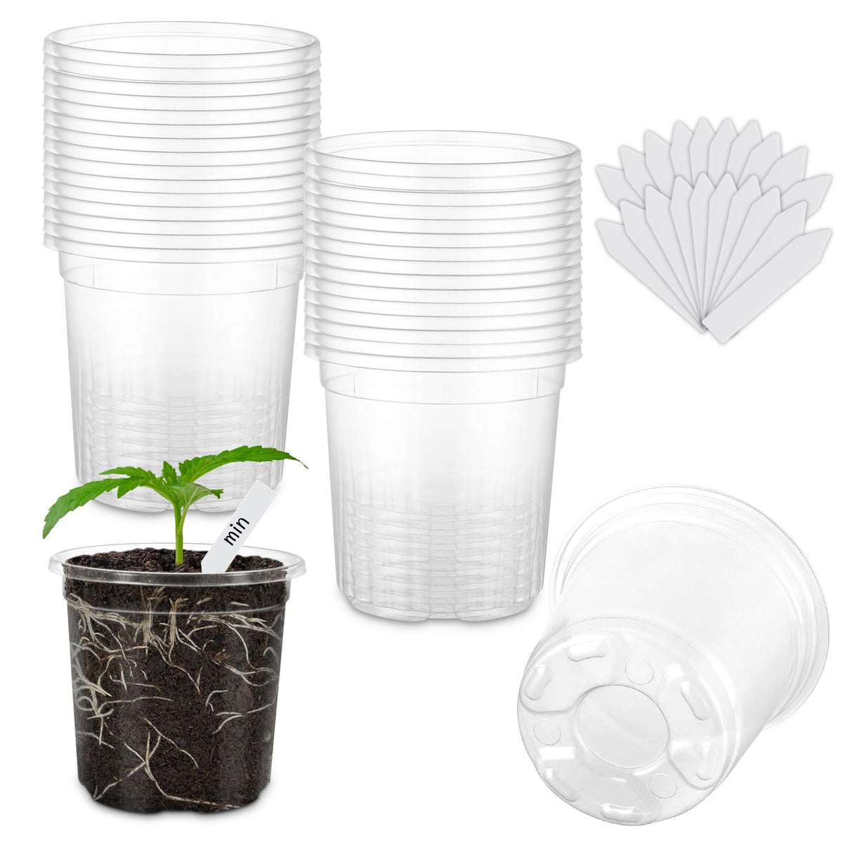 WandaQueen 3.5-inch clear nursery pot showing soil and roots for germination monitoring.
