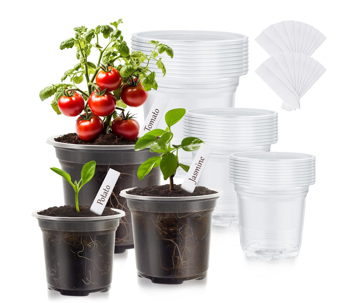 WandaQueen clear nursery pot 3-5 inch shows transparent walls for quick watering checks.