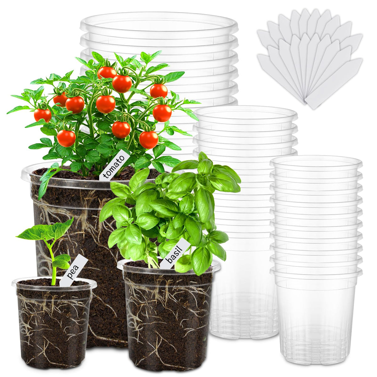 WandaQueen 6.5 inch clear nursery pot shows moisture visibility for precise watering