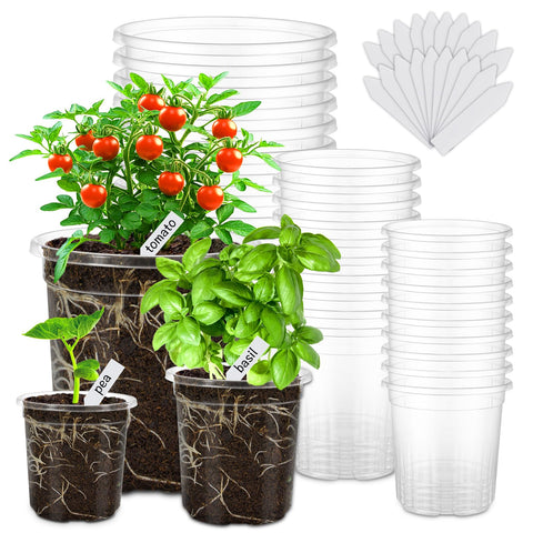 WandaQueen 6.5 inch clear nursery pot shows moisture visibility for precise watering